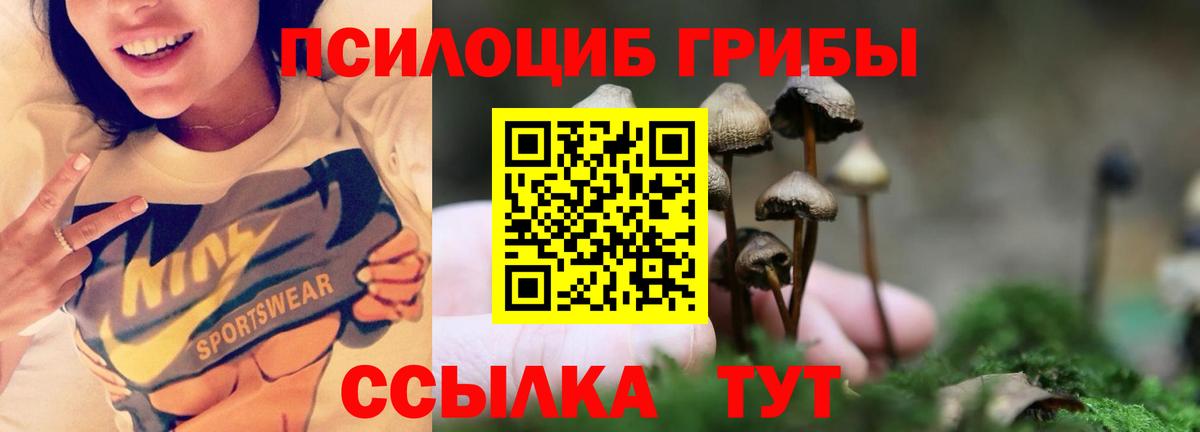 Псилоцибиновые грибы Cubensis Кандалакша